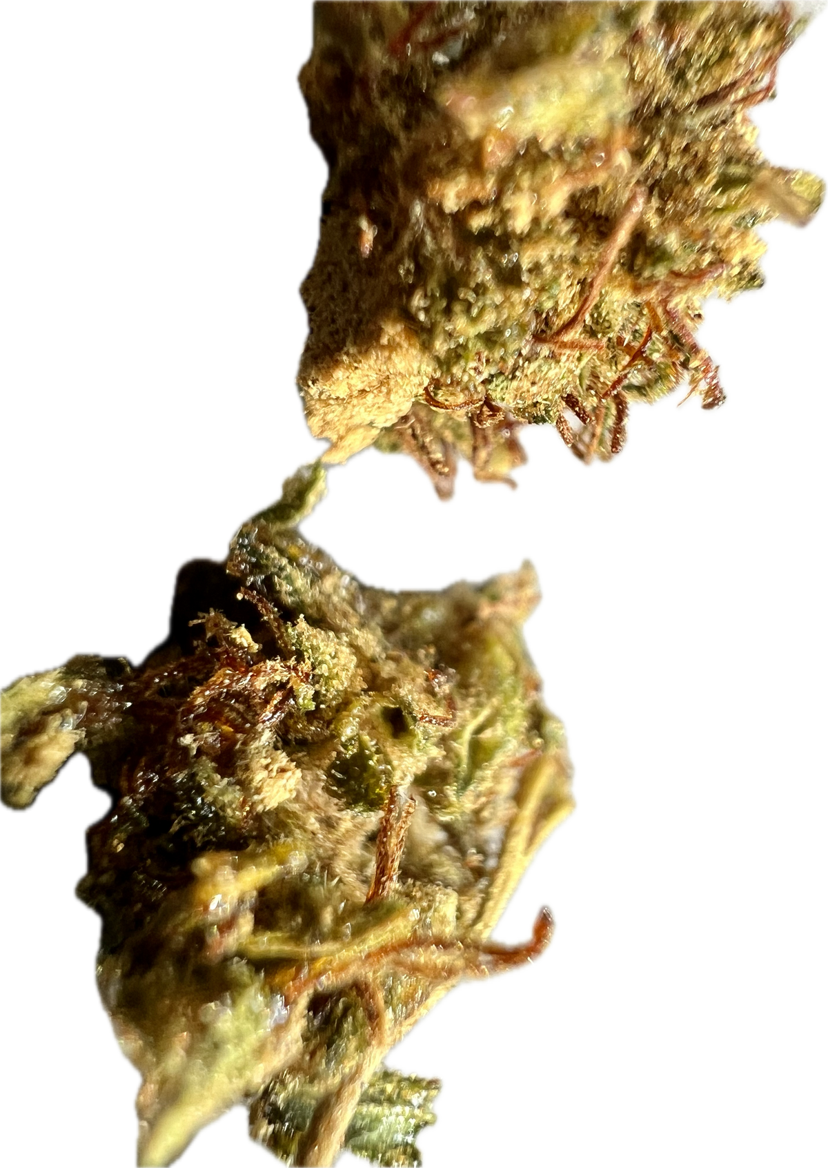 Ripkitty Super Sour Lifter HHC Hemp Flower